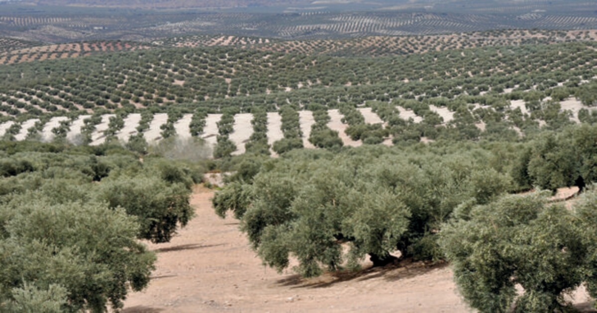 Castilla La Mancha Busca Aumentar La Rentabilidad Del Olivar Que Con