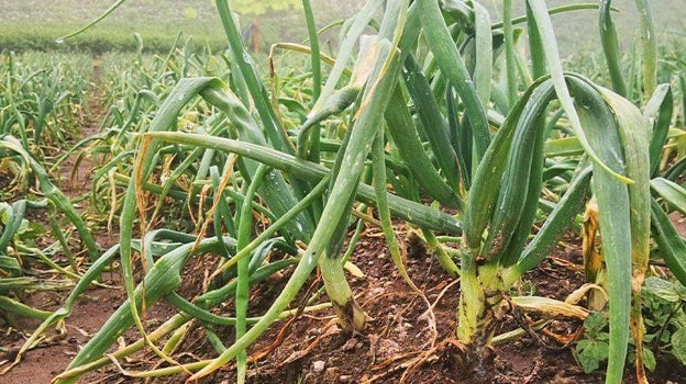 La producción de cebolla en Castilla La Mancha sube un 22 con respecto