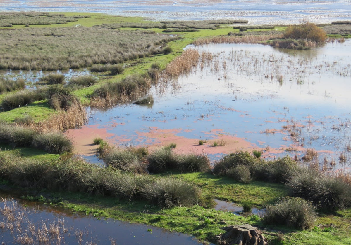 Especies invasoras la otra amenaza que se cierne sobre Doñana