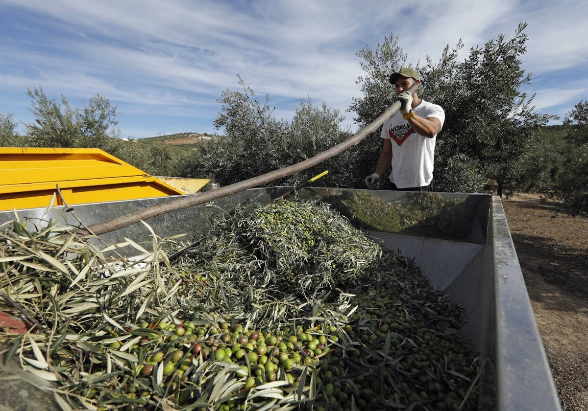 Andalucía genera el 31 del Valor Añadido Bruto del sector agrario español