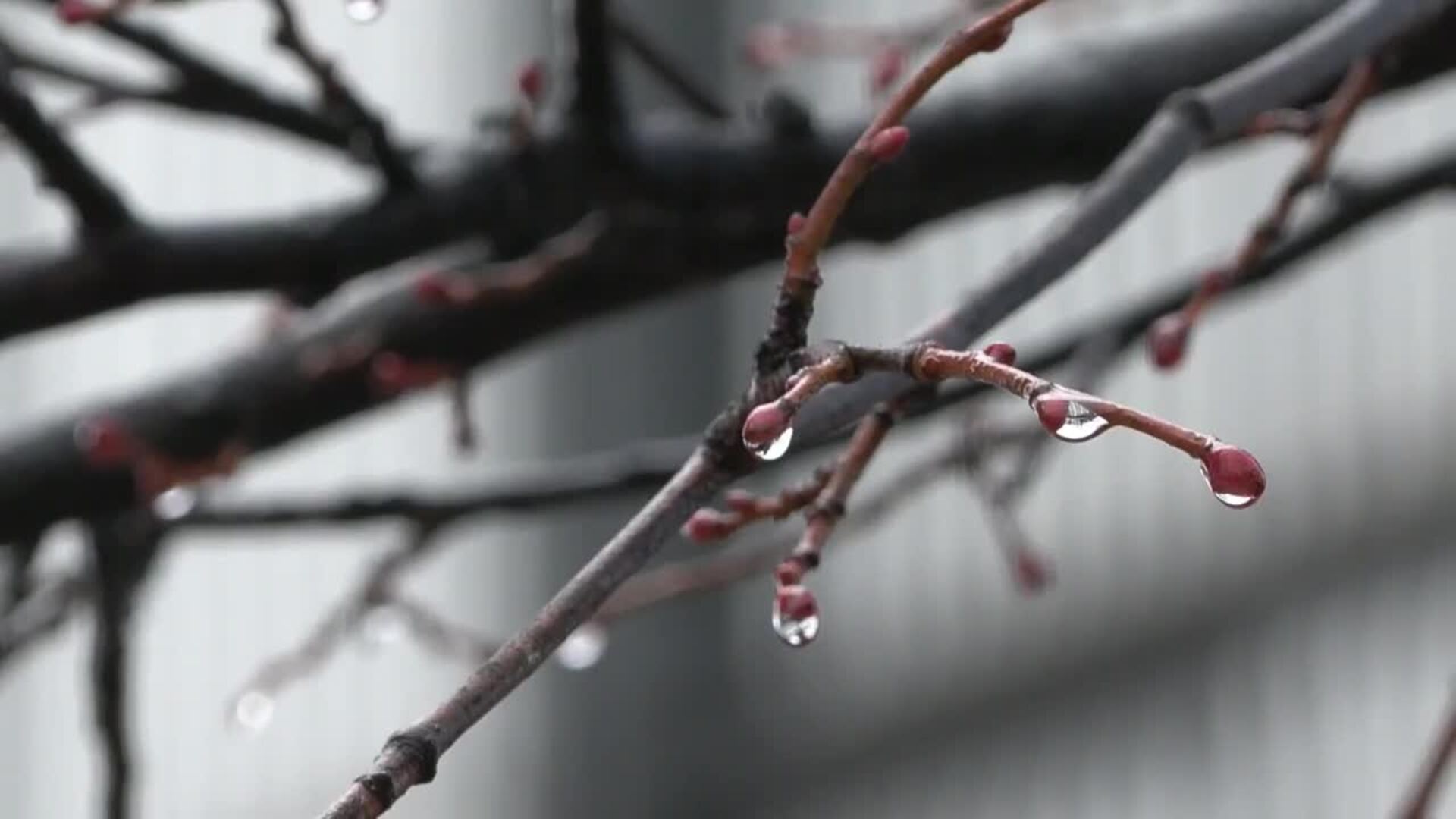 Cielos muy nubosos y lluvias débiles en Bilbao