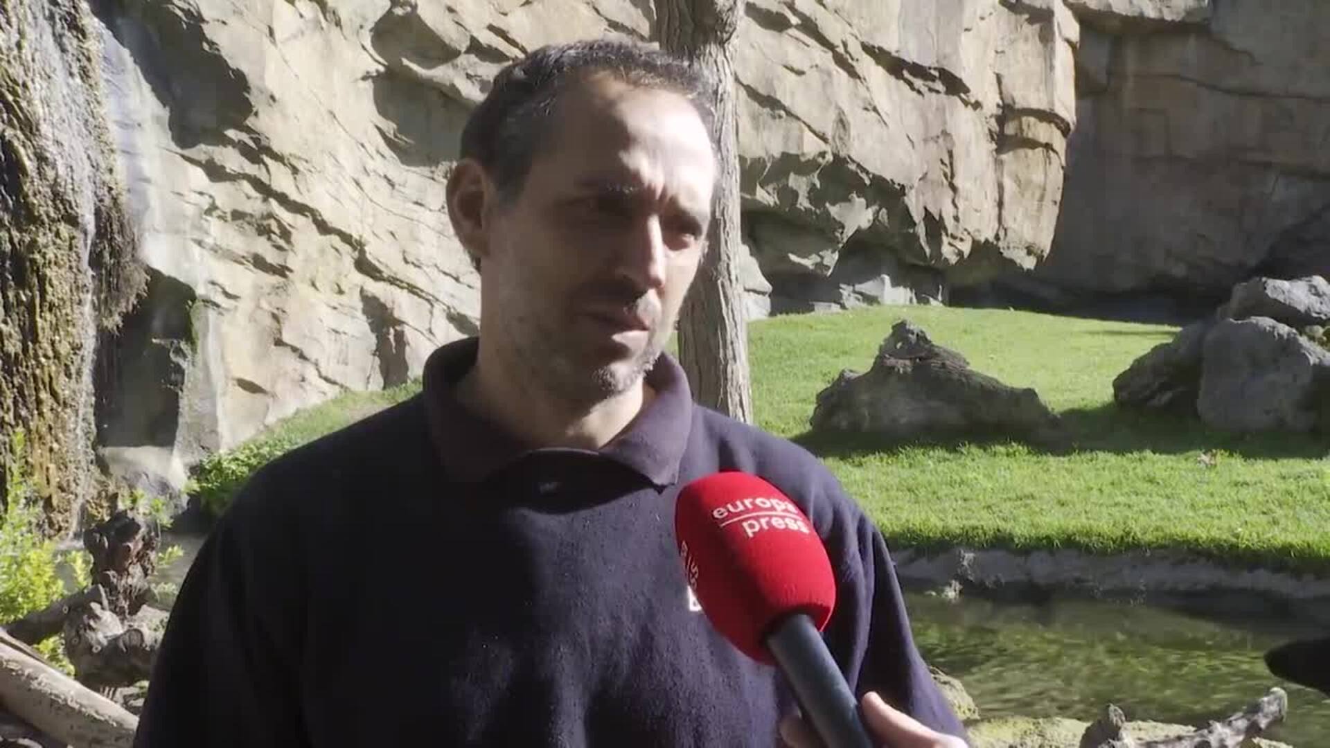 Nace en Bioparc València una cría de una subespecie de chimpancé en