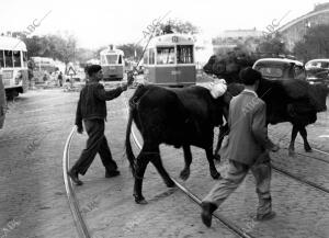 Dos hombres con ganado cruzan Atocha, camino del matadero