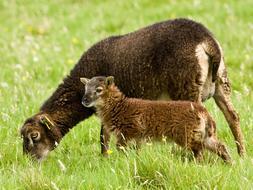 El cambio climático reduce el tamaño de una raza de ovejas escocesa