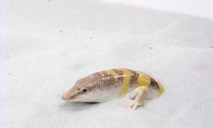 Un lagarto que «bucea» en el desierto