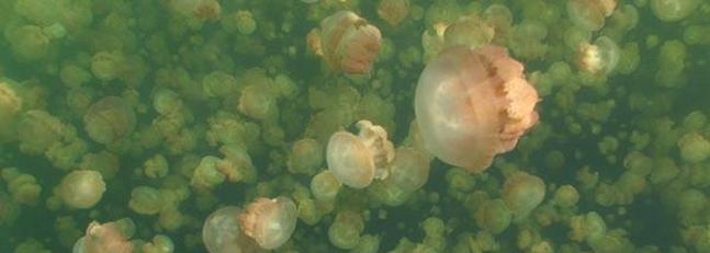 Las medusas contribuyen a la mezcla de los océanos como el viento o las mareas