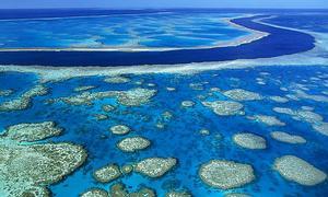 En busca del genoma de la Gran Barrera de Coral