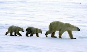 Los osos polares «encogen» en los últimos cien años por estrés alimentario
