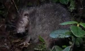 Nova espécie de ratazana gigante é descoberta por cientista australiano -  BBC News Brasil