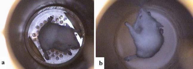 Científicos de la NASA logran que los ratones leviten con magnetismo