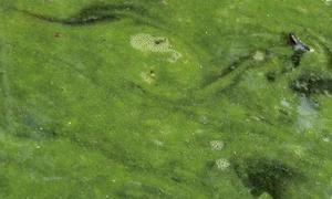 ¿Murieron los dinosaurios envenenados?