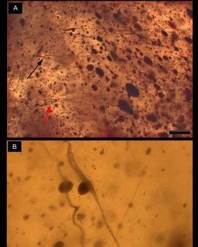 Hallan una tela de araña de 140 millones de años, la más antigua del mundo