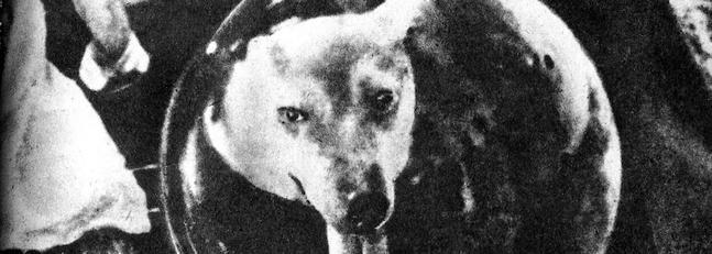 Laika, la perra que dio su vida para llevarnos al espacio