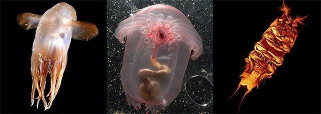 Descubren miles de especies que habitan en los abismos marinos