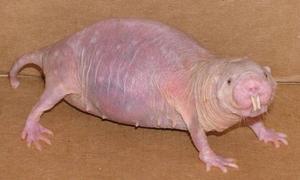 Un extraño tipo de rata «desnuda» es capaz de vivir casi sin oxígeno