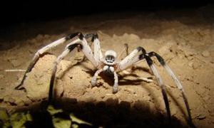 Hallan una nueva especie de araña del tamaño de una rata