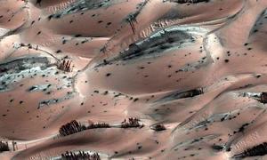 Los árboles de Marte, una ilusión óptica