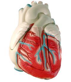 Un estudio español sobre el corazón, mejor investigación de 2009