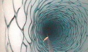 Imagen del anfípodo Lyssianasid en el cable de la cámara de los científicos / NASA