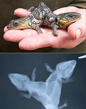 Un lagarto con dos cabezas que se atacan entre sí