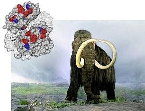 Resucitan hemoglobina de mamut en laboratorio
