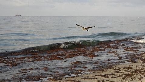 Obama da 48 horas a BP para que puedan contener el derrame