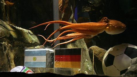 Un pulpo con «superpoderes» predice el resultado de Alemania en el Mundial
