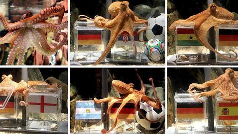 Paul, una estrella de ocho patas