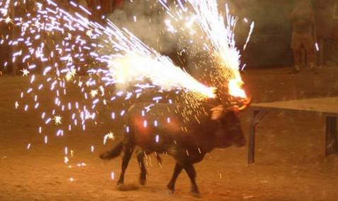 Toros embolados y encierros, epicentro de las fiestas catalanas