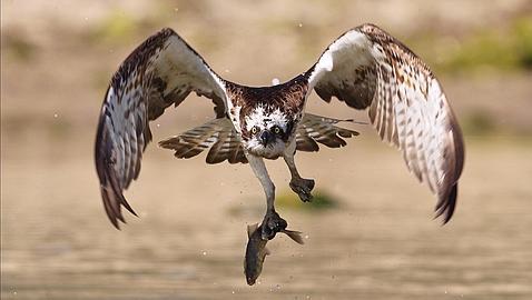 Cazalegas, importante refugio migratorio de las águilas pescadoras