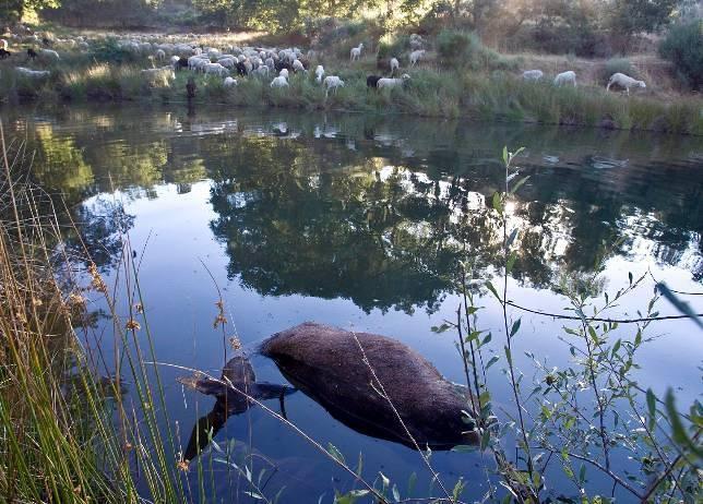 La Junta cifra en 141 los ciervos muertos por un brote que «está remitiendo»