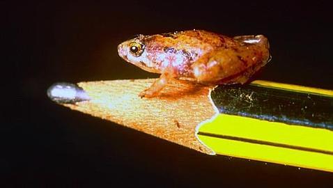 Descubren una rana del tamaño de un guisante