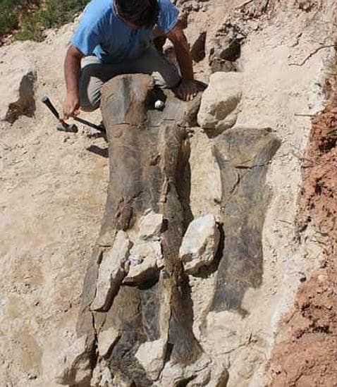 Encontrado en Teruel el fémur de dinosaurio más grande de Europa