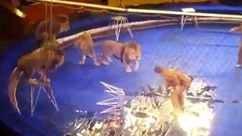 Un domador sufre el ataque de una manada de leones en un circo de Ucrania