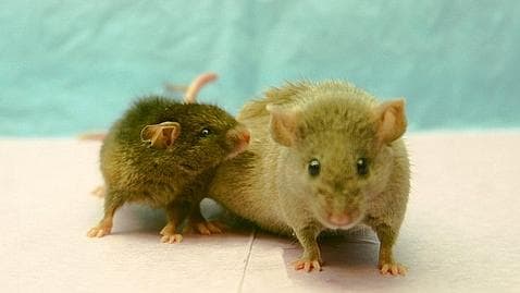 Sintetizan por primera vez el genoma de una mitocondria de ratón