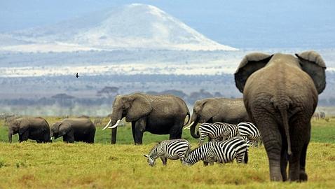 Los elefantes son los ingenieros de la naturaleza