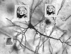 Las neuronas «Marilyn Monroe»
