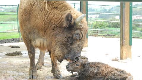 Nace el quinto bisonte europeo en el Zoo de Santillana