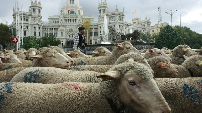 Dos mil ovejas desfilan por el centro de Madrid en una fiesta de la Trashumancia