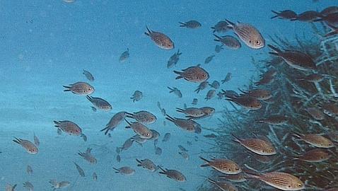 Los océanos «hostiles» llegarán de aquí a 2050