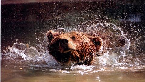 Osos cada vez más gordos y perezosos