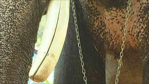 Un elefante indio pasa por el dentista para poder irse de fiesta