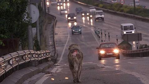 Seis consejos para regalar animales en Navidad con responsabilidad