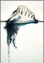 Las mejores imágenes científicas de 2010