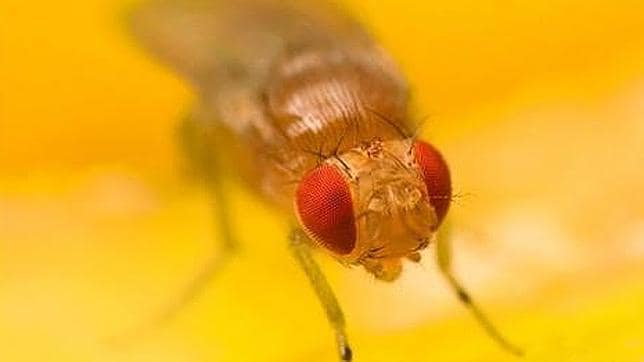 Una mosca puede revolucionar la informática