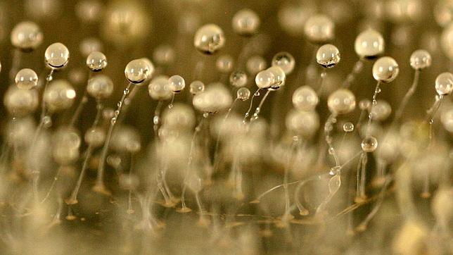 Algunas amebas practican la agricultura