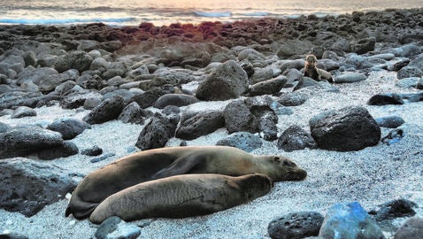 Las ratas amenazan a las Galápagos