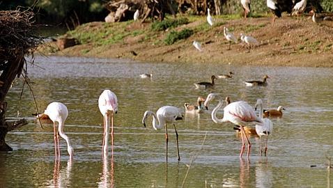 Peligra el estatus internacional de Doñana