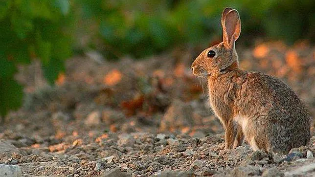 Fomento busca cazadores de conejos