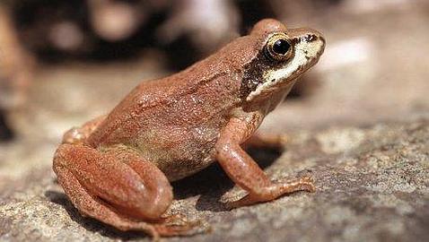 Un tercio de los anfibios y reptiles de España desaparecerá este siglo